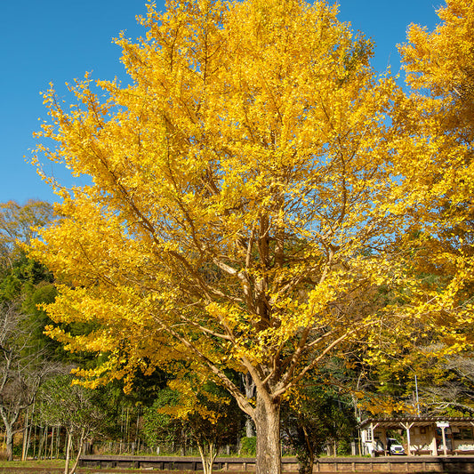 Ginkgo biloba arbre symbolique de mémoire et de transmission