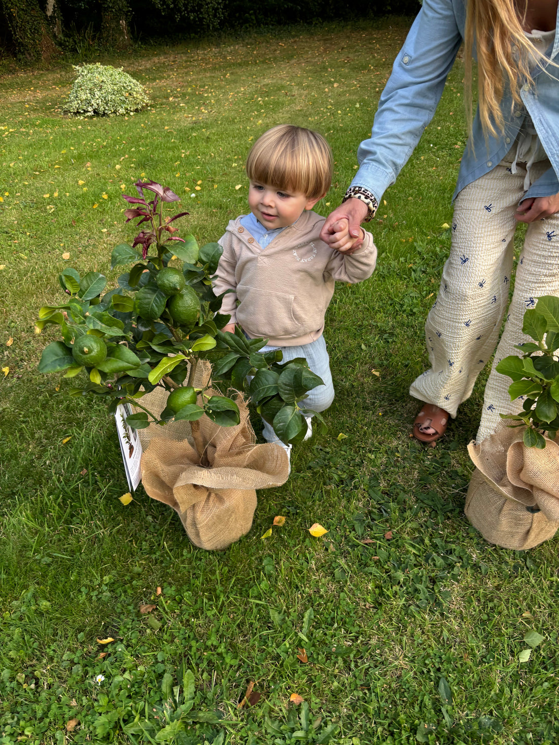 Arbre jeune planté pour célébrer la naissance d’un enfant, symbole de vie et de continuité