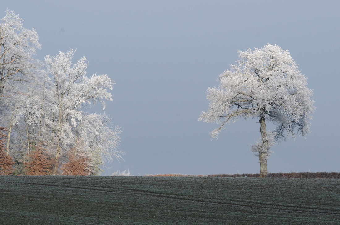 arbre-de-vie-idées-cadeaux