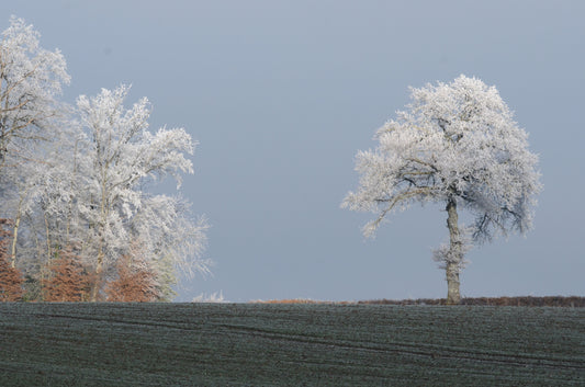 arbre-de-vie-idées-cadeaux