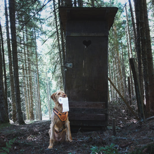 arbre-chien-idée-cadeau