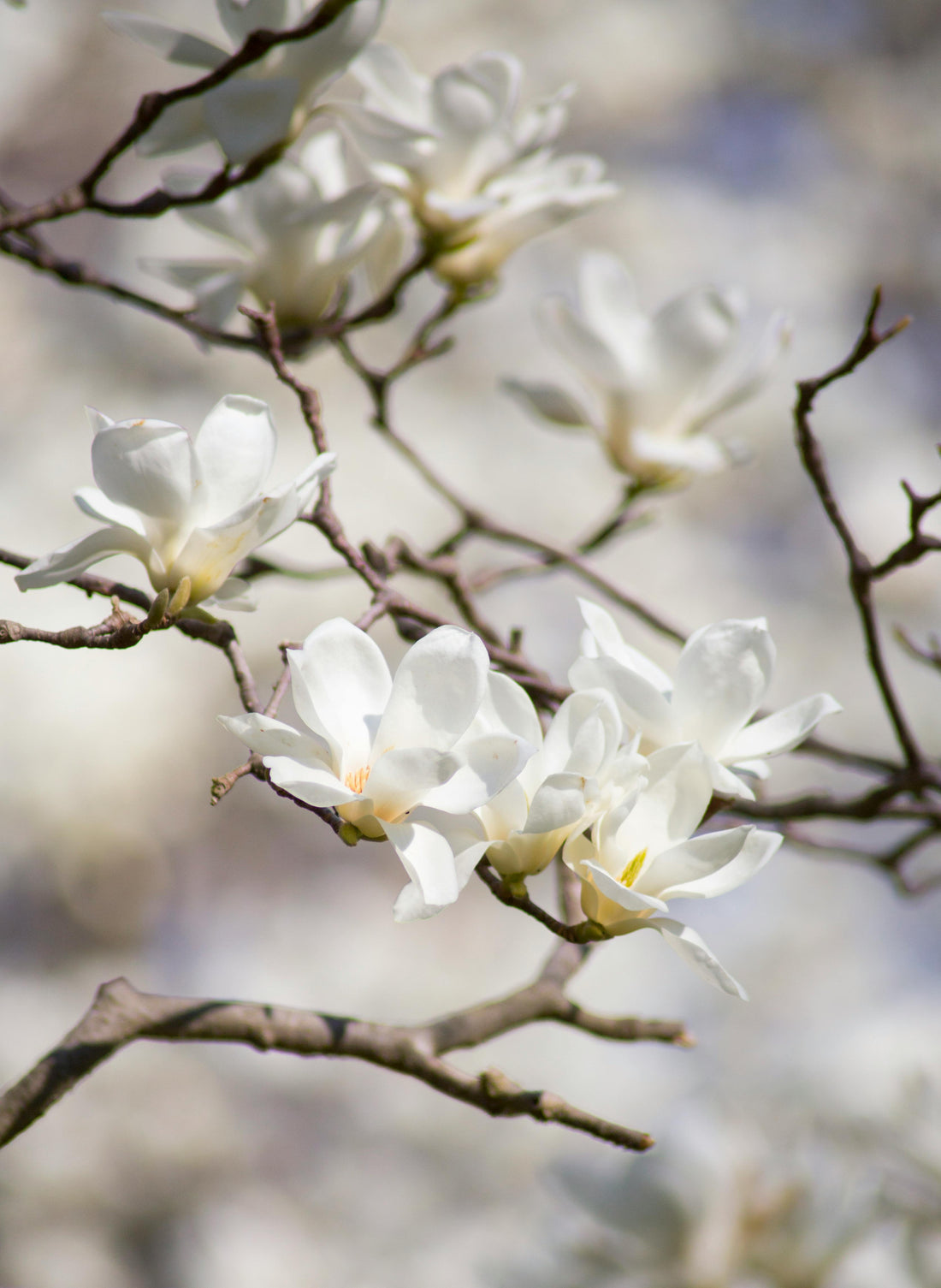 Magnolia Stellata Acheter magnolia Etoilé en cadeau
