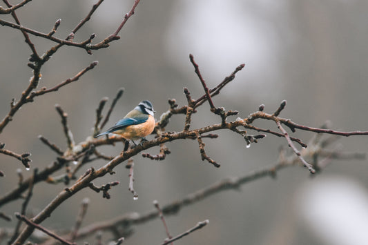 oiseau-arbre-idées-cadeaux