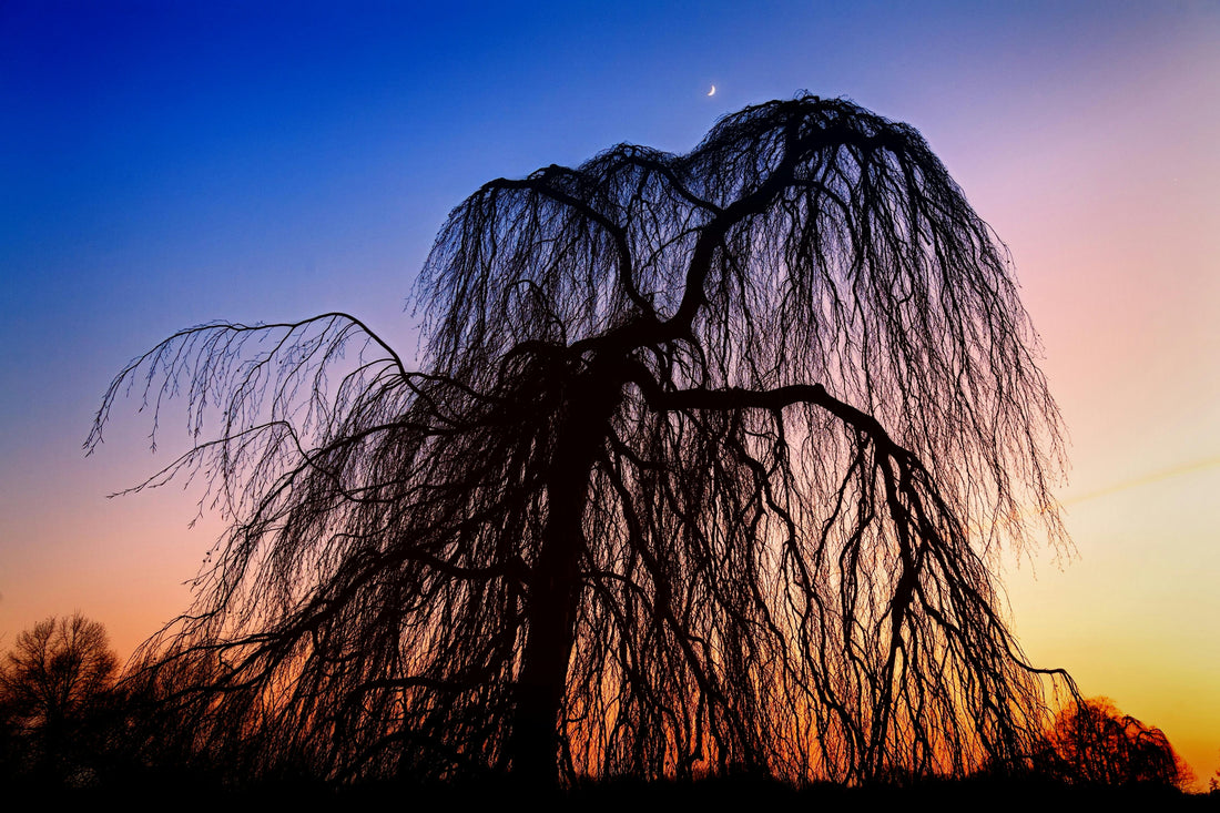 SYMBOLIQUE DES ARBRES SIGNIFICATION DES ARBRES SYMBOLIQUES 