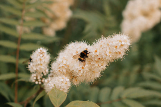 jardin-biodiversité-arbre-de-vie-idée-cadeau