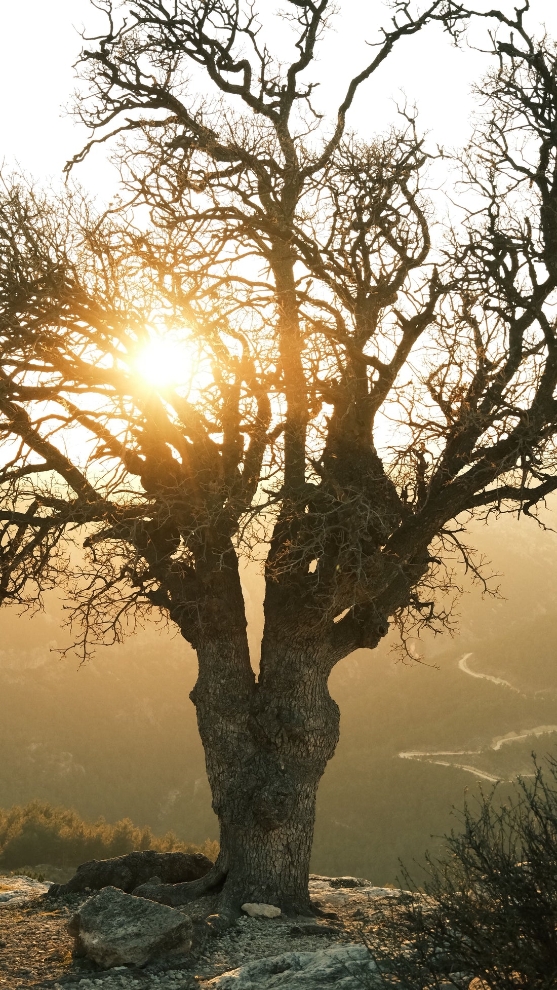 arbre-température-idées-cadeaux