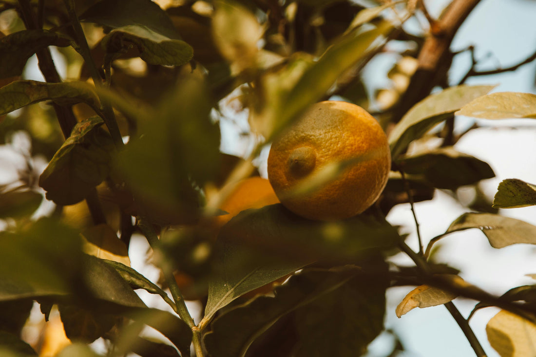 Citronnier des 4 Saisons en pot sur une terrasse ensoleillée avec fleurs et fruits