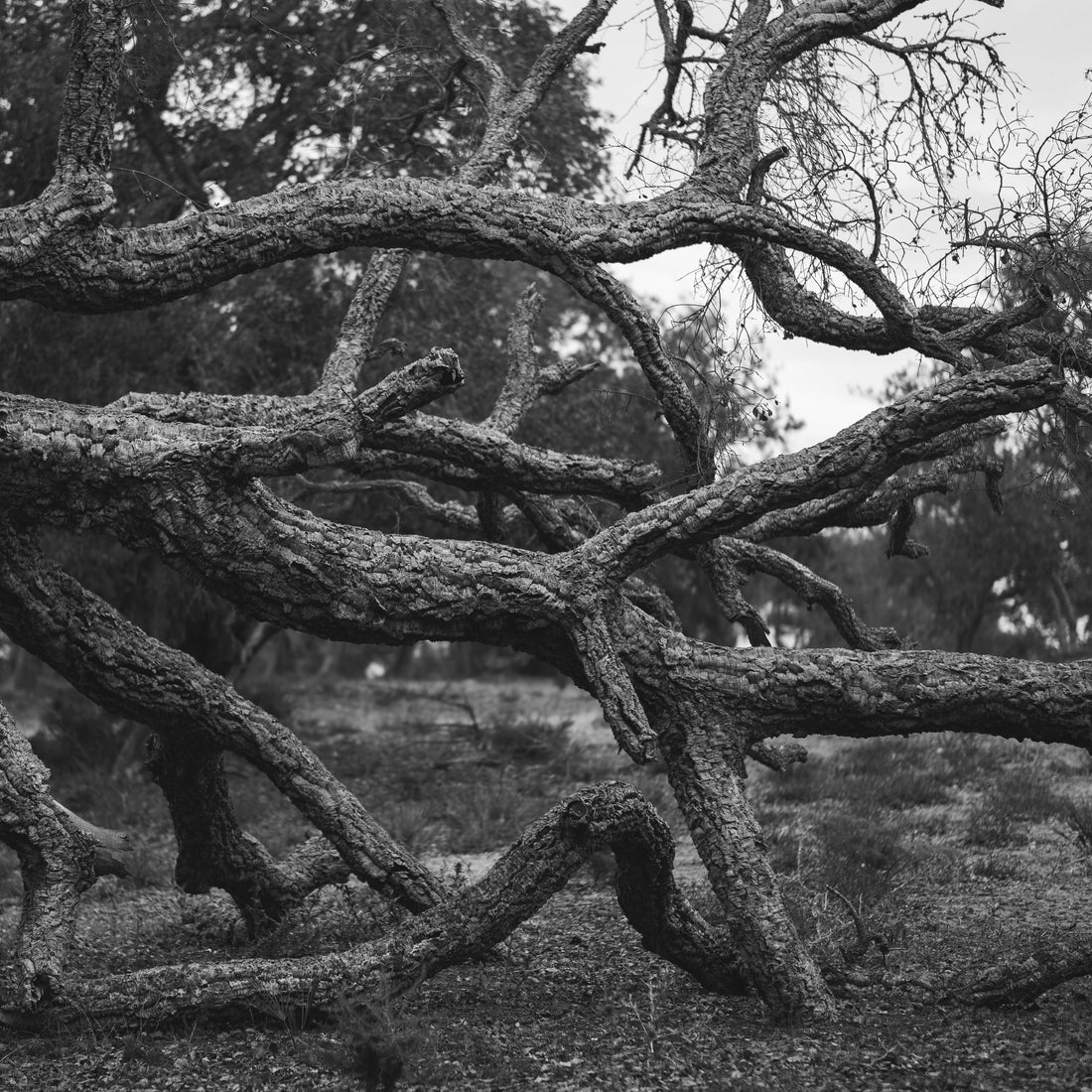 arbre-branche-idées-cadeau
