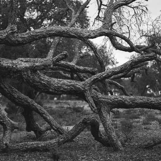 arbre-branche-idées-cadeau
