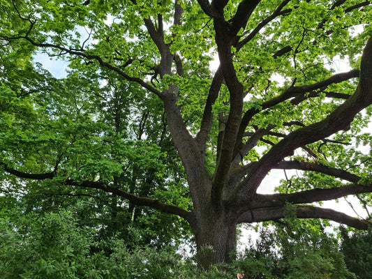 Viel arbre vieux hêtre forêt française 