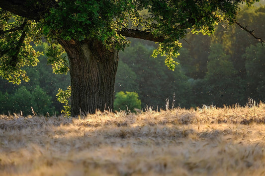 ARBRE CADEAU SYMBOLIQUE 
