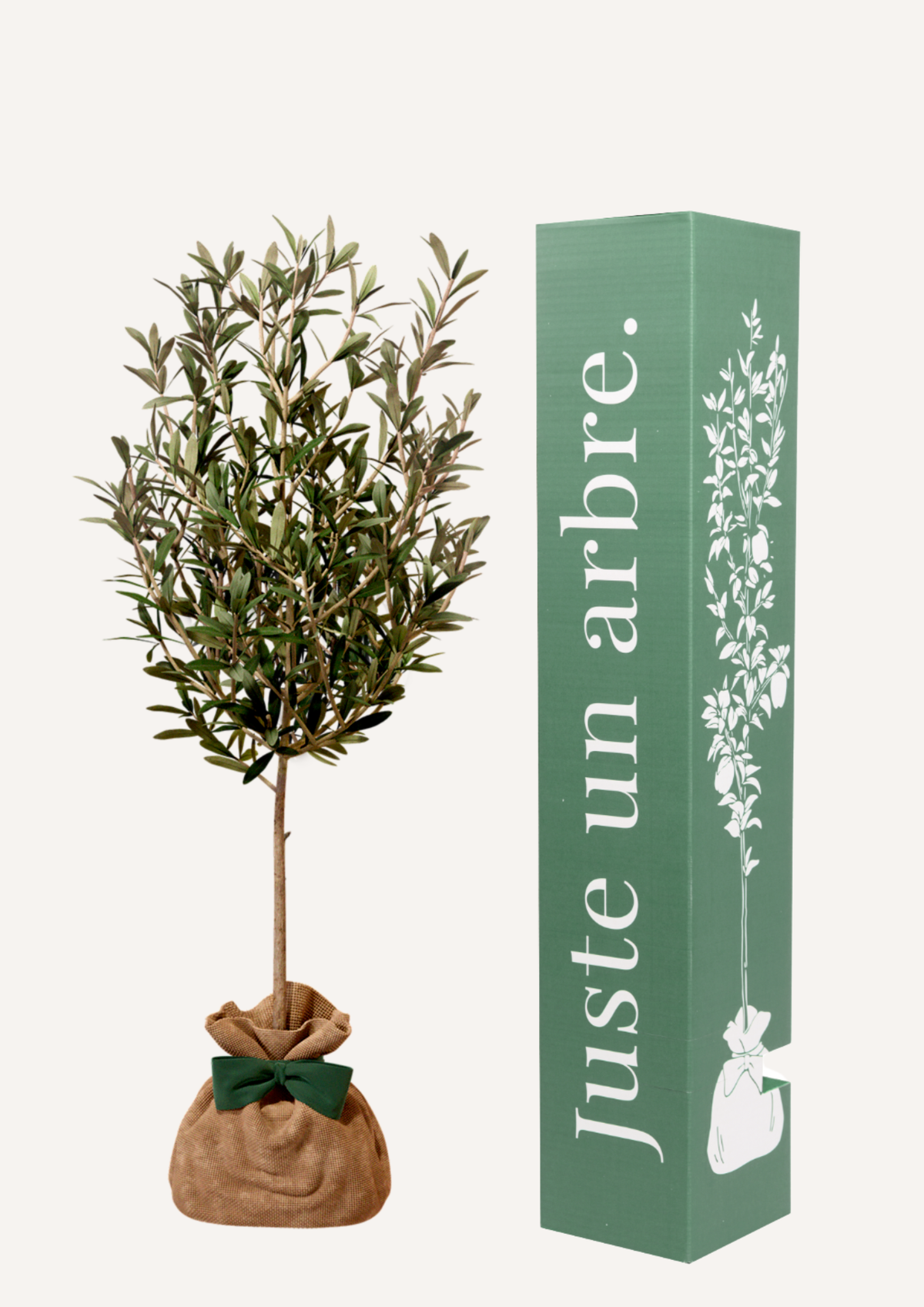 Olivier en pot – idée cadeau symbolique arbre de paix et de longévité