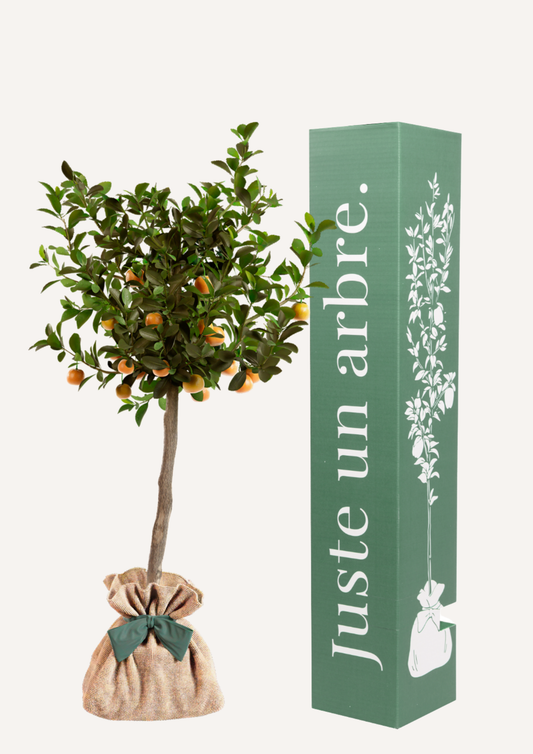 Calamondin en pot – arbre à offrir cadeau original et décoratif