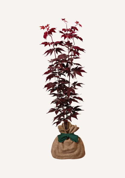 Érable du Japon Bloodgood en pot – idée cadeau original arbre rouge décoratif à offrir