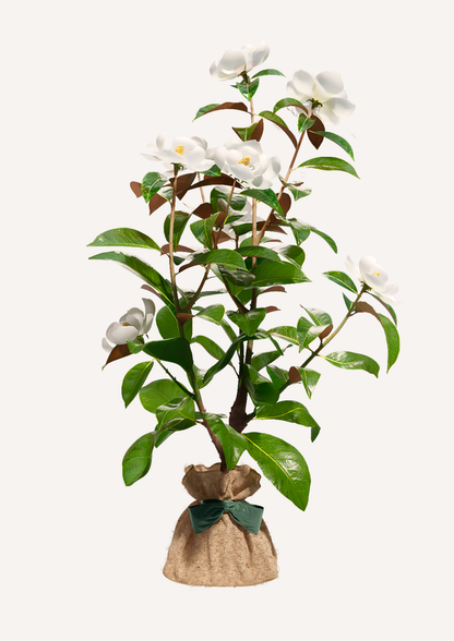 Magnolia Grandiflora