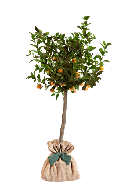 Fiche d'entretien Calamondin