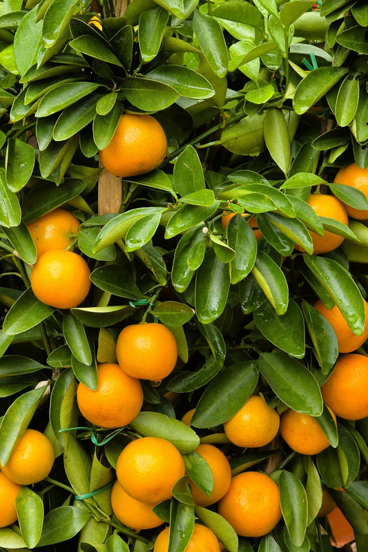 Fiche d'entretien Calamondin