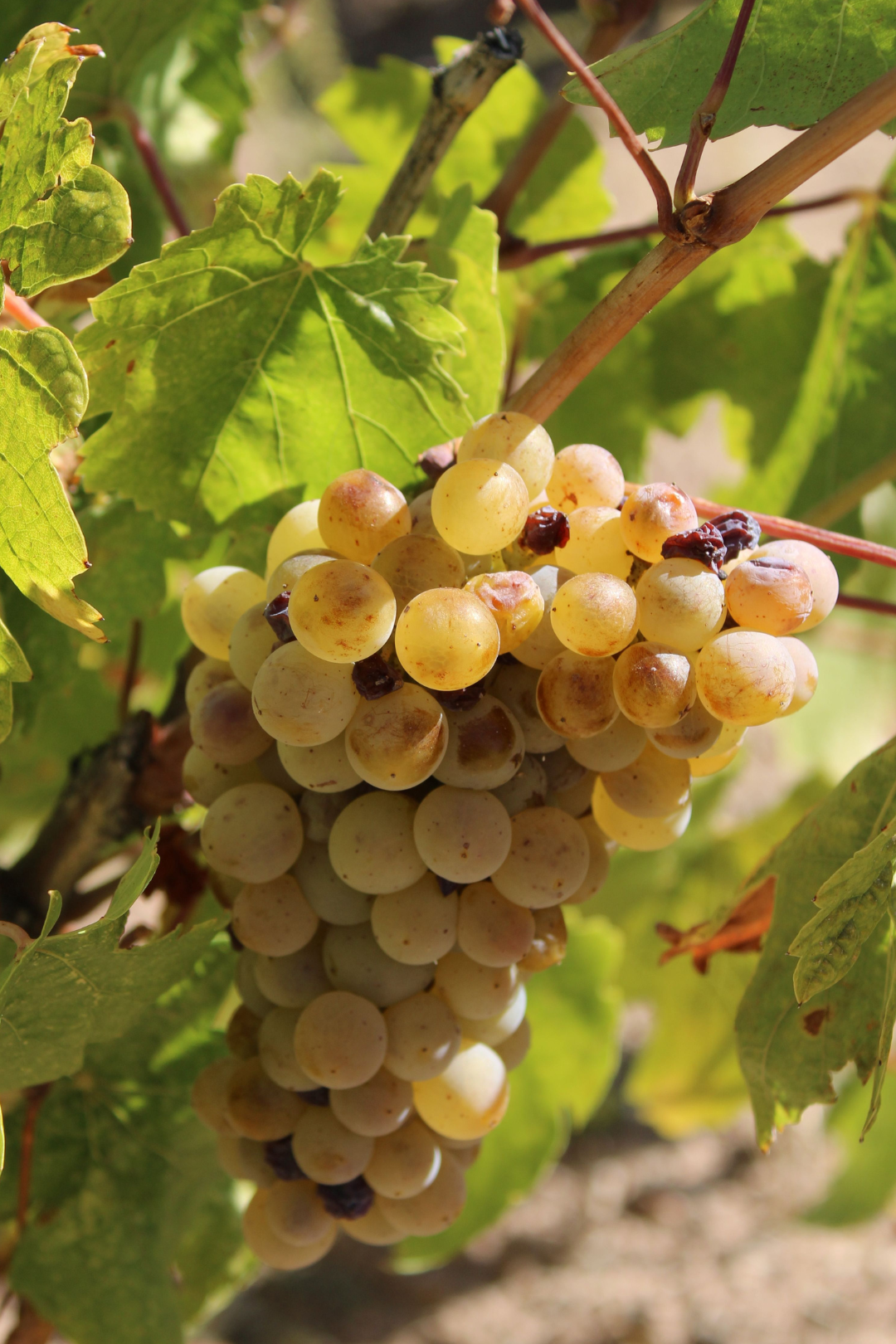 Fiche entretien Vigne "Chasselas Doré"
