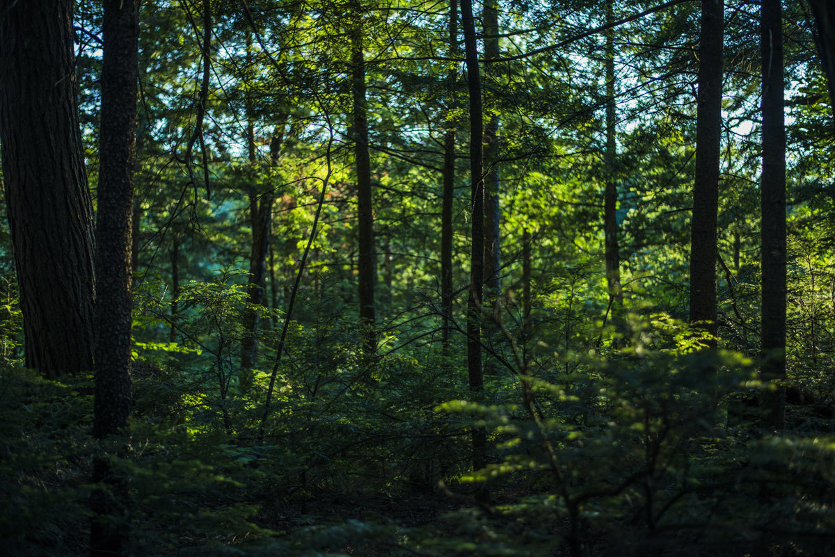 Juste-un-arbre-contactez-nous